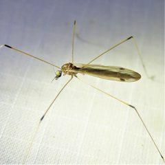 Helius flavipes - inat 120482469 by {{{name}}}. Used under a CC BY 4.0 license.