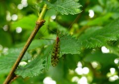 Limonia nubeculosa by 



This image is created by user André van Dam at Waarneming.nl, a source of nature observations in the Netherlands.
. Used under a CC BY 3.0 license.