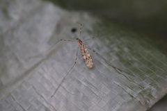 Limonia nubeculosa 105305431 by Michel Langeveld. Used under a CC BY-SA 4.0 license.