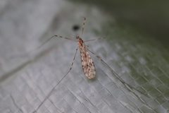 Limonia nubeculosa 105305451 by Michel Langeveld. Used under a CC BY-SA 4.0 license.