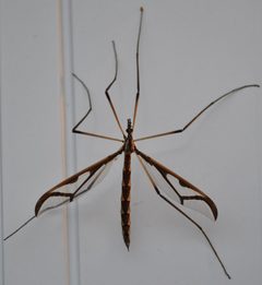 Pedicia albivitta by Aaron Carlson. Used under a CC BY-SA 2.0 license.