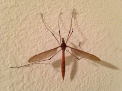 Holorusia hespera by Sterling Sheehy. Used under a CC BY 4.0 license.