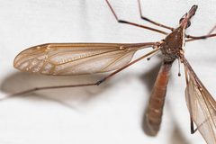 Holorusia hespera - inat 1582060 by {{{name}}}. Used under a CC BY 4.0 license.