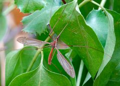 Holorusia hespera - inat 76482158 by {{{name}}}. Used under a CC BY 4.0 license.