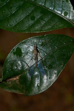 Maekistocera-Kadavoor-2016-09-13-001 by 
Jeevan Jose, Kerala, India. Used under a CC BY-SA 4.0 license.