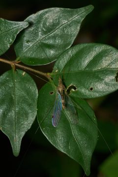 Maekistocera-Kadavoor-2016-11-27-001 by 
Jeevan Jose, Kerala, India. Used under a CC BY-SA 4.0 license.