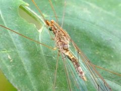 Maekistocera at Kadavoor by Jeevan Jose, Kerala, India. Used under a CC BY-SA 4.0 license.