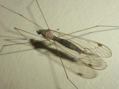 Megistocera longipennis by Even Dankowicz. Used under a CC BY 4.0 license.