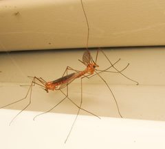 Nephrotoma ferruginea mating by Beatriz Moisset. Used under a CC BY-SA 4.0 license.