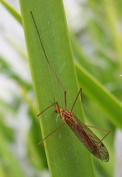 Nephrotoma wulpiana-1 by Eugene Zelenko. Used under a CC BY-SA 4.0 license.