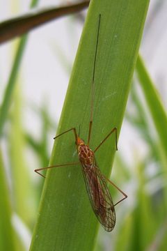 Nephrotoma wulpiana-2 by Eugene Zelenko. Used under a CC BY-SA 4.0 license.