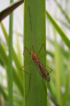 Nephrotoma wulpiana-3 by Eugene Zelenko. Used under a CC BY-SA 4.0 license.