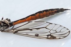 Tipula abdominalis 2508152 by Bill Keim. Used under a CC BY 4.0 license.