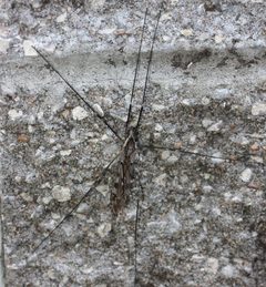 Tipula abdominalis 30039258 by Even Dankowicz. Used under a CC BY 4.0 license.