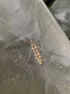 Tipula abdominalis 95760088 by Tommy. Used under a CC0 license.