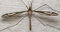 Tipula furca by Nick Block. Used under a CC BY 4.0 license.