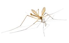 Tipula paludosa by neurovelho. Used under a CC BY-SA 3.0 license.