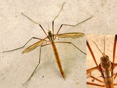Tipula paludosa01 by wikipedia. Used under a Attribution license.