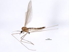 Paracladura trichoptera by CBG Photography Group, Centre for Biodiversity Genomics. Used under a CC0 license.