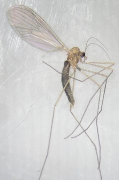 Paracladura trichoptera 170547367 by Bennett Grappone. Used under a CC BY 4.0 license.