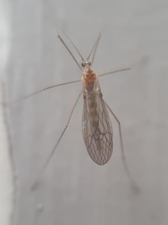 Trichocera annulata 101637637 by giantcicada. Used under a CC BY 4.0 license.
