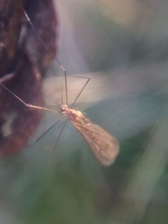 Trichocera annulata 12707883 by Jeffrey Lee (he/him/his). Used under a CC BY 4.0 license.