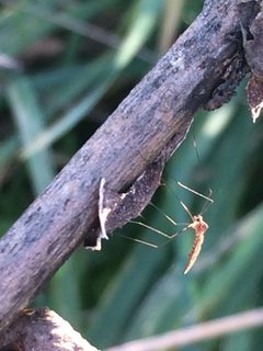 Trichocera annulata 12707887 by Jeffrey Lee (he/him/his). Used under a CC BY 4.0 license.