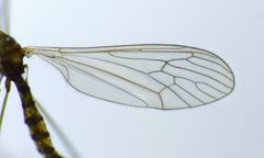 Trichocera annulata 17567346 by Steve Kerr. Used under a CC BY 4.0 license.