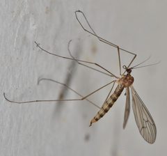 Trichocera annulata 202312 by Don Loarie. Used under a CC BY 4.0 license.