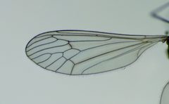 Trichocera annulata 8050350 by Steve Kerr. Used under a CC BY 4.0 license.