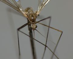 Trichocera annulata 8050351 by Steve Kerr. Used under a CC BY 4.0 license.