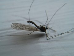 Trichocera bimacula 29545601 by Quinten Wiegersma. Used under a CC BY 4.0 license.