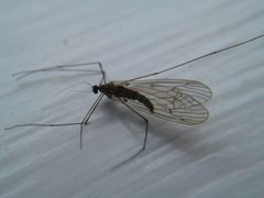 Trichocera bimacula 29545603 by Quinten Wiegersma. Used under a CC BY 4.0 license.