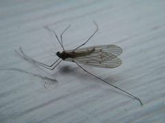 Trichocera bimacula 29545607 by Quinten Wiegersma. Used under a CC BY 4.0 license.