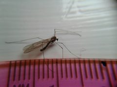 Trichocera bimacula 29545609 by Quinten Wiegersma. Used under a CC BY 4.0 license.