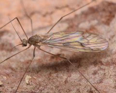 Trichocera bimacula 60829902 by skitterbug. Used under a CC BY 4.0 license.