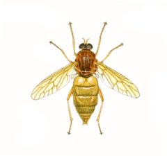 Coenomyia ferruginea by Edith Wood. Used under a Public domain license.