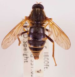 Coenomyia ferruginea G9DC7705 by Robert Nash Curator of Entomology Ulster Museum. Used under a CC BY 2.5 license.