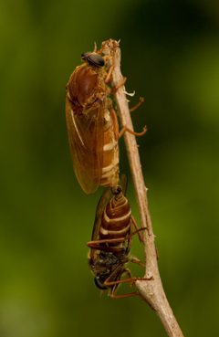 Stinkfliege Coenomyia ferruginea by Richard Bartz, Munich aka Makro Freak Image:MFB.jpg. Used under a CC BY-SA 2.5 license.
