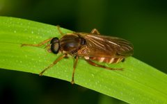 Stinkfliege Coenomyia ferruginea male by Richard Bartz, Munich aka Makro Freak Image:MFB.jpg. Used under a CC BY-SA 2.5 license.