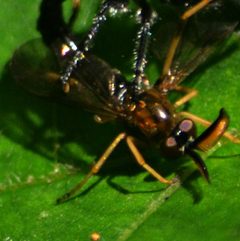 Rachicerus obscuripennis by James Shelton32. Used under a CC BY-SA 3.0 license.