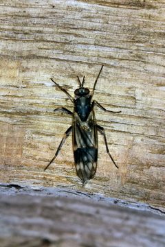Xylophagidae- Xylophagus lugens by Kristof Zyskowski &amp; Yulia Bereshpolova. Used under a CC BY 2.0 license.