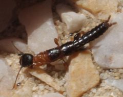 2018 07 02 Haploembia solieri w by Slimguy. Used under a CC BY 4.0 license.