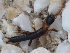 2018 07 03 Haploembia solieri w by Slimguy. Used under a CC BY 4.0 license.