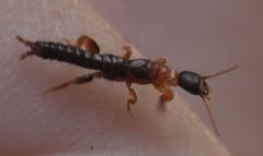 2018 07 04 Haploembia solieri w by Slimguy. Used under a CC BY 4.0 license.