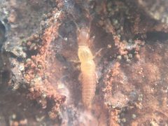 Diradius vandykei by iNaturalist user: harrier. Used under a CC BY 4.0 license.
