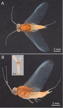 Baetisca rogersi by Arnold H. Staniczek, Arianny P. Storari, Roman J. Godunko. Used under a CC BY 4.0 license.
