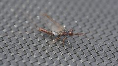 Leptophlebia cupida 120081337 by Nathan Jones. Used under a CC BY 4.0 license.