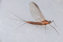 Neoleptophlebia heteronea by Chloe and Trevor Van Loon. Used under a CC BY 4.0 license.