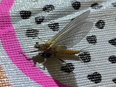 Drunella grandis by Emily Chebul. Used under a CC BY-SA 4.0 license.